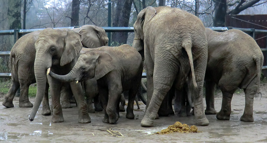 Afrikanische Elefanten im Zoo Wuppertal am 26. Dezember 2011