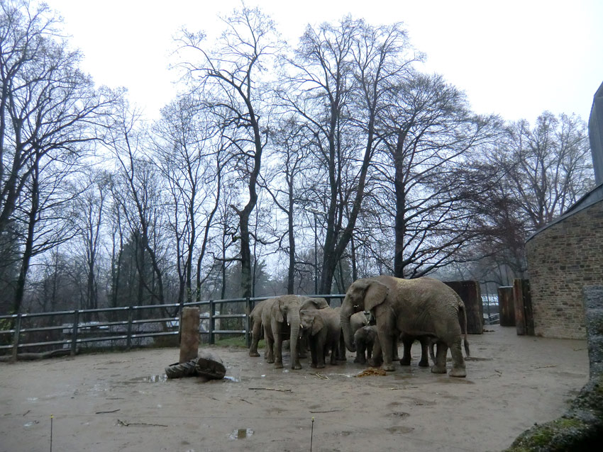 Afrikanische Elefanten im Wuppertaler Zoo am 26. Dezember 2011
