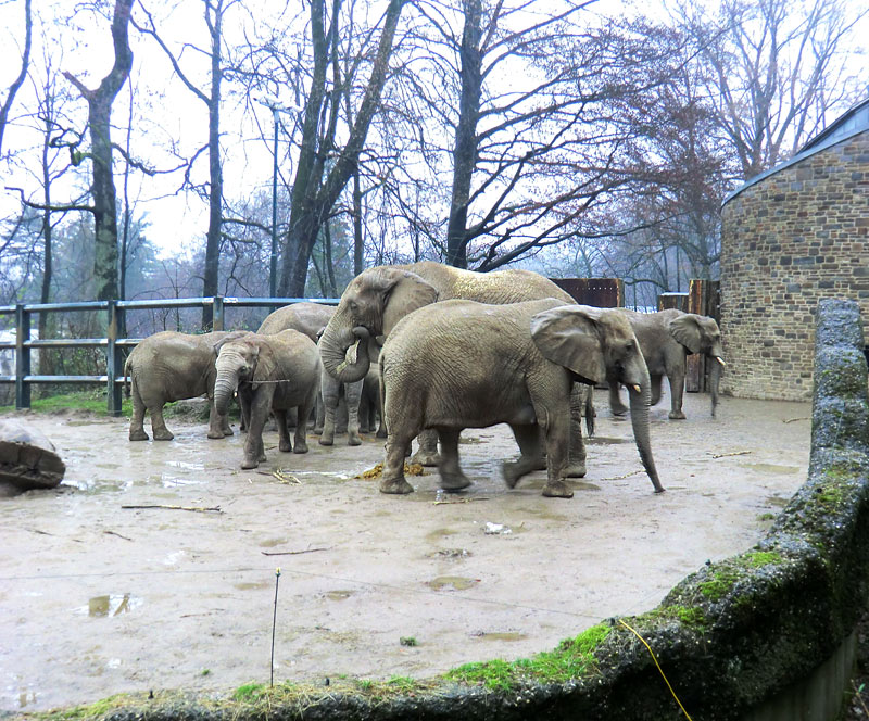 Afrikanische Elefanten im Zoo Wuppertal am 26. Dezember 2011