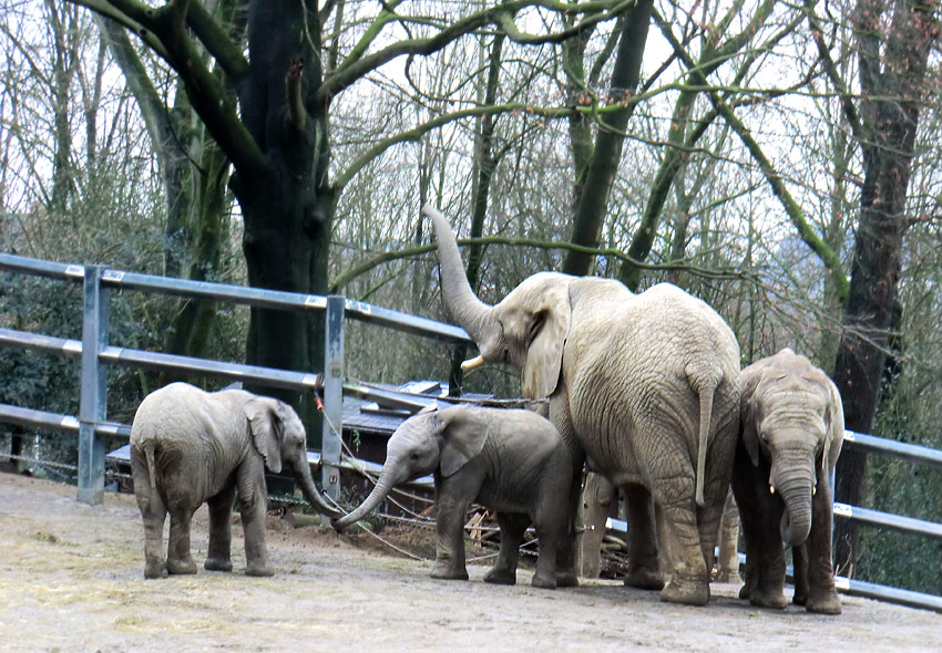 Afrikanische Elefanten im Zoologischen Garten Wuppertal am 27. Dezember 2011