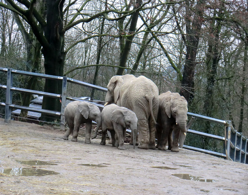 Afrikanische Elefanten im Wuppertaler Zoo am 27. Dezember 2011