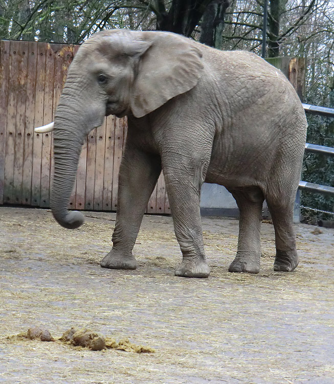 Afrikanischer Elefantenbulle TUSKER im Zoo Wuppertal am 27. Dezember 2011