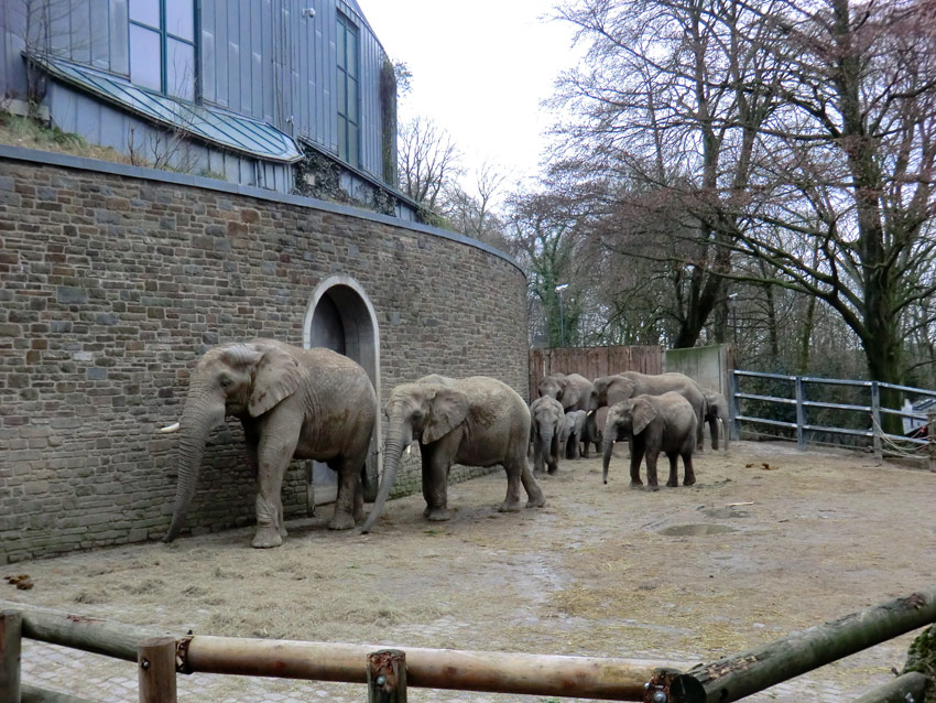 Afrikanische Elefanten im Zoologischen Garten Wuppertal am 29. Dezember 2011
