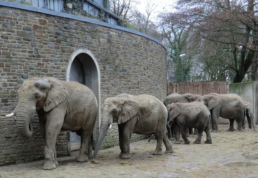 Afrikanische Elefanten im Wuppertaler Zoo am 29. Dezember 2011