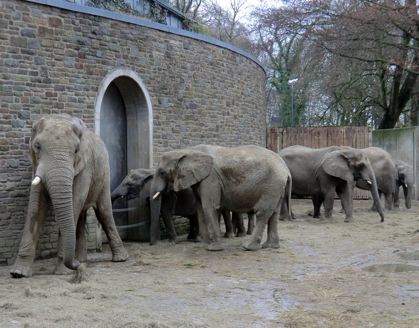 Afrikanische Elefanten im Zoo Wuppertal am 29. Dezember 2011