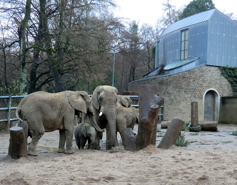 Afrikanische Elefanten im Zoologischen Garten Wuppertal am 30. Dezember 2011