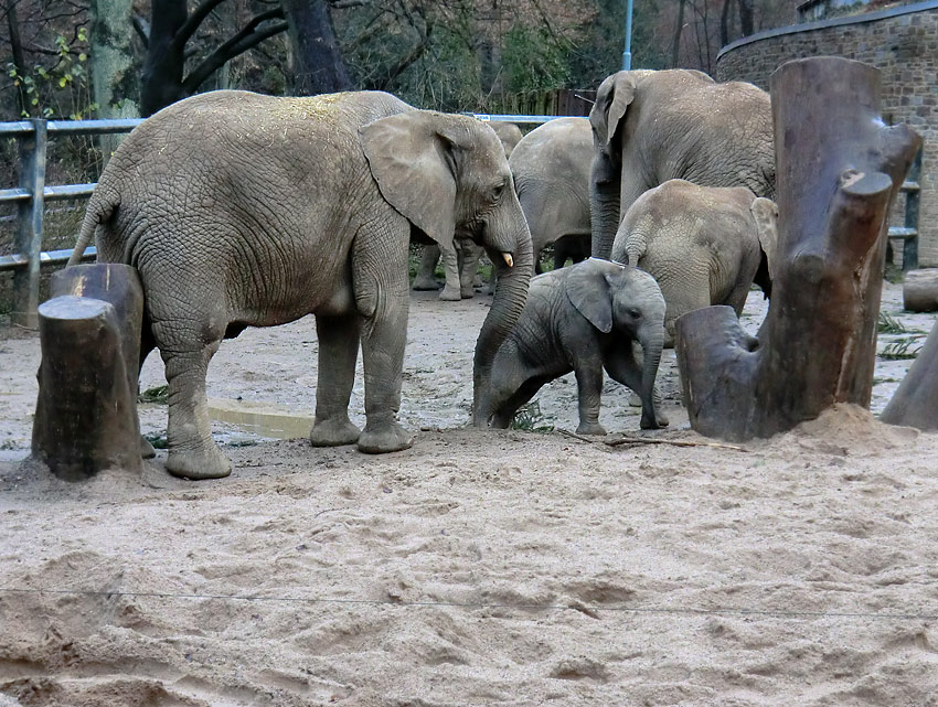 Afrikanische Elefanten im Wuppertaler Zoo am 30. Dezember 2011