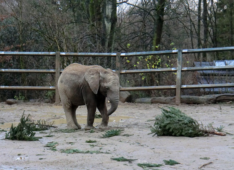 Afrikanische Elefanten im Zoo Wuppertal am 30. Dezember 2011