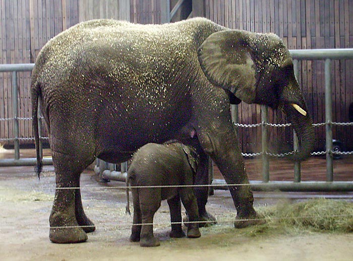 Elefantenkuh mit Jungtier im Zoo Wuppertal im April 2008