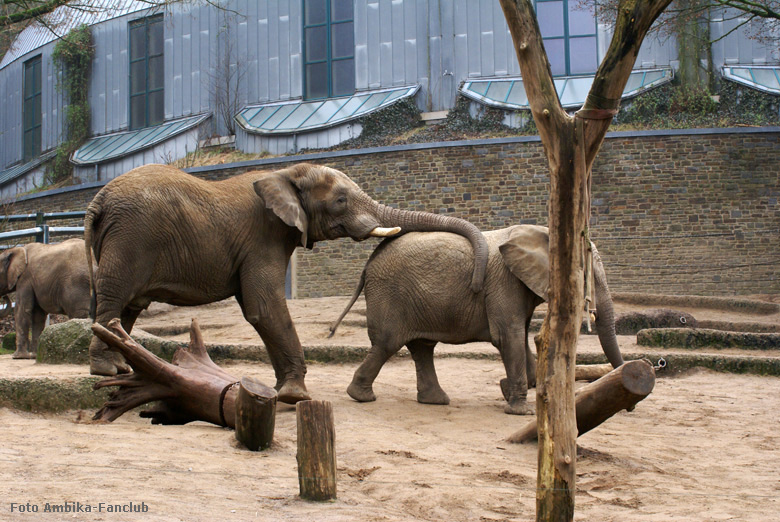 Afrikanische Elefanten im Zoo Wuppertal im März 2012 (Foto Ambika-Fanclub)