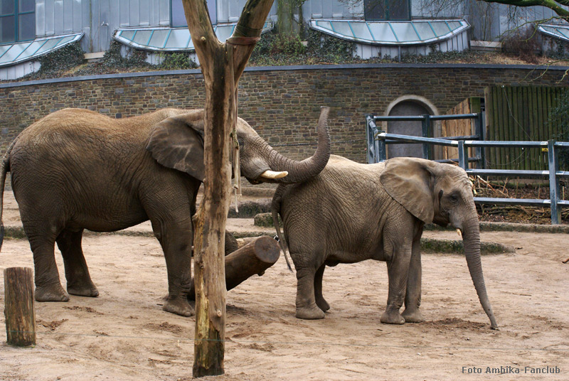Afrikanische Elefanten im Zoologischen Garten Wuppertal im März 2012 (Foto Ambika-Fanclub)