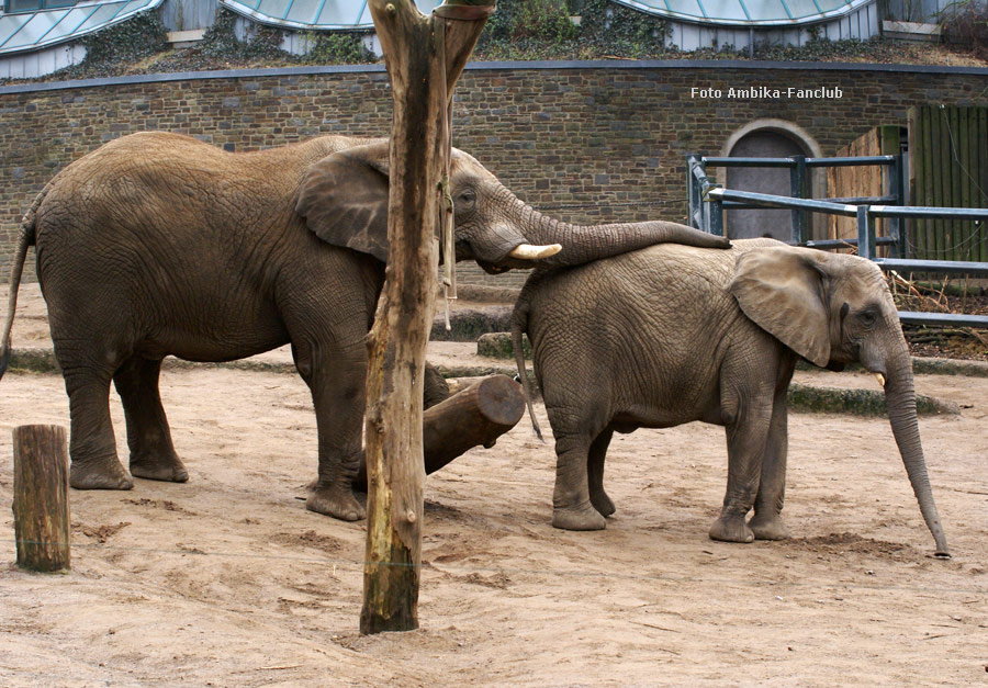Afrikanische Elefanten im Wuppertaler Zoo im März 2012 (Foto Ambika-Fanclub)