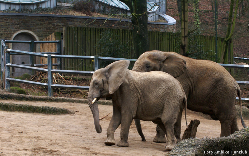 Afrikanische Elefanten im Zoo Wuppertal im März 2012 (Foto Ambika-Fanclub)