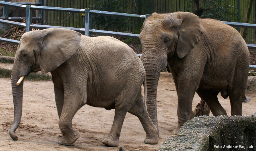 Afrikanische Elefanten im Zoologischen Garten Wuppertal im März 2012 (Foto Ambika-Fanclub)