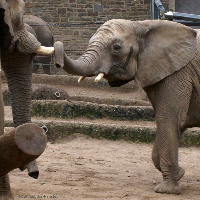 Afrikanische Elefanten im Wuppertaler Zoo im März 2012 (Foto Ambika-Fanclub)
