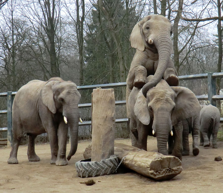 Afrikanische Elefanten im Zoologischen Garten Wuppertal im März 2012