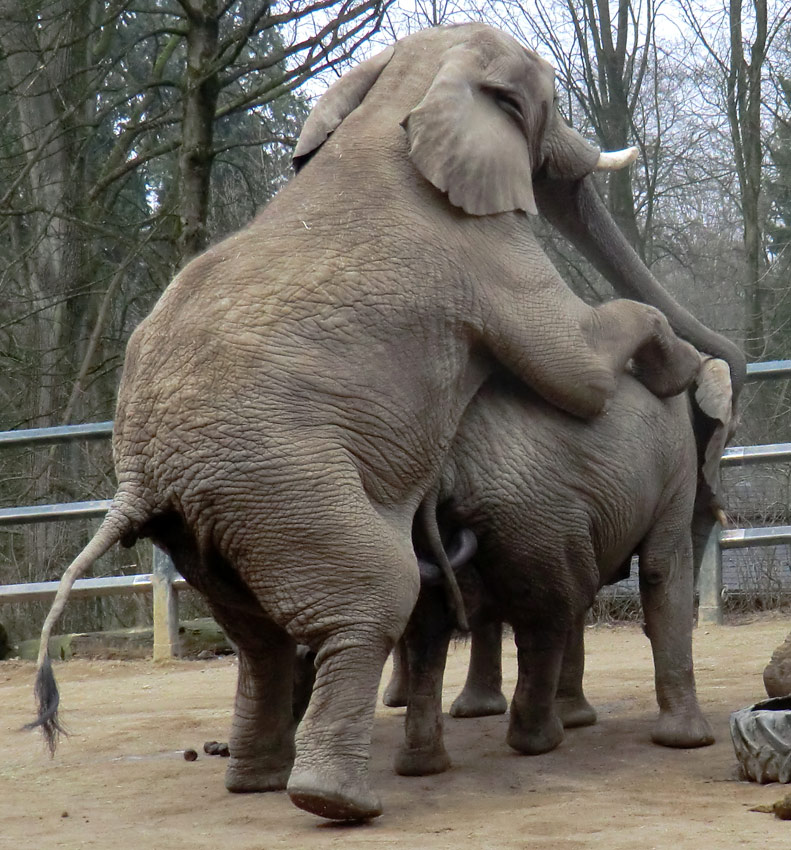 Afrikanische Elefanten im Zoologischen Garten Wuppertal im März 2012