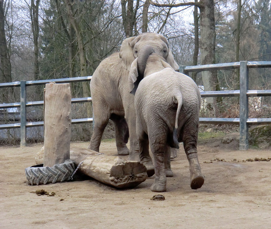 Afrikanische Elefanten im Wuppertaler Zoo im März 2012