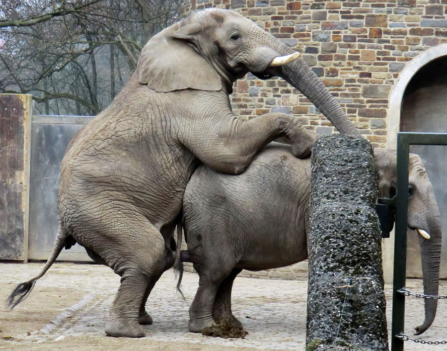 Paarungsversuch der Afrikanischen Elefanten im Wuppertaler Zoo im März 2012