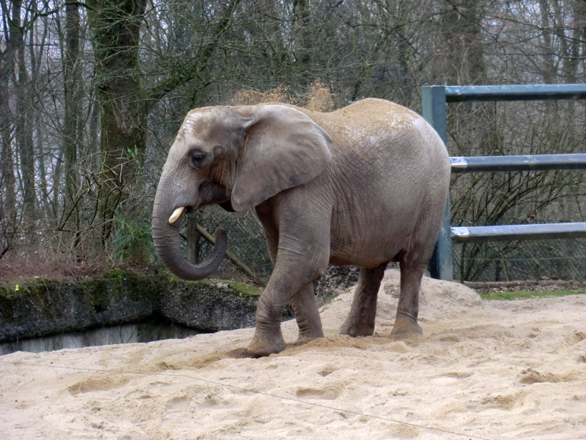 Sandbad der Afrikanischen Elefantenkuh im Zoo Wuppertal im März 2012