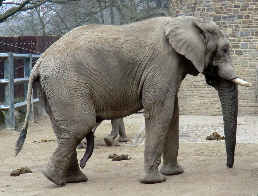 Afrikanische Elefanten im Wuppertaler Zoo im März 2012