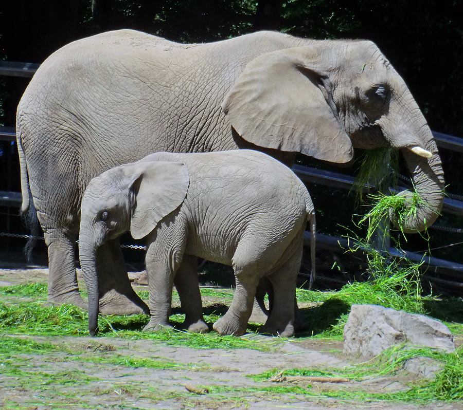Afrikanische Elefanten im Zoologischen Garten Wuppertal im Juni 2012