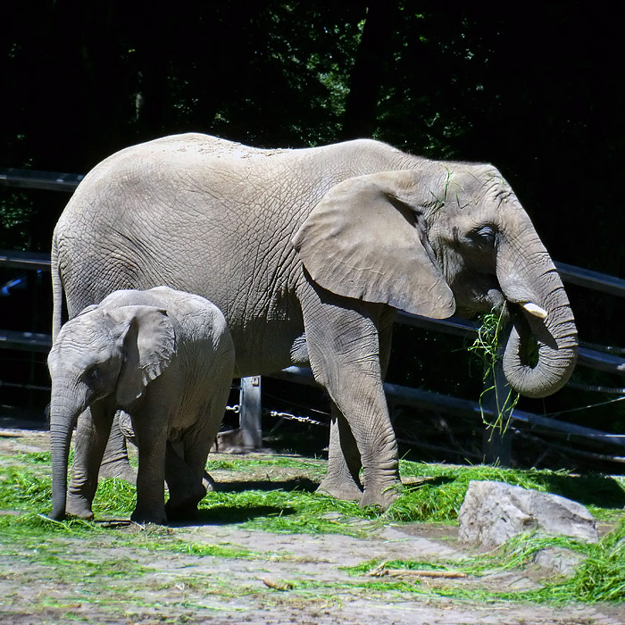 Afrikanische Elefanten im Wuppertaler Zoo im Juni 2012