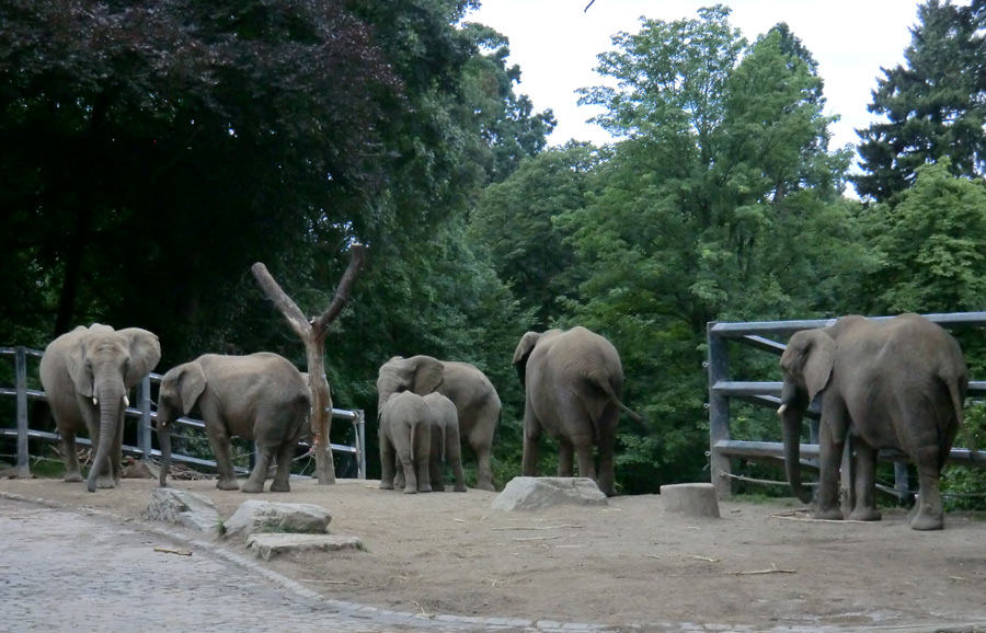 Afrikanische Elefanten im Zoologischen Garten Wuppertal im August 2012