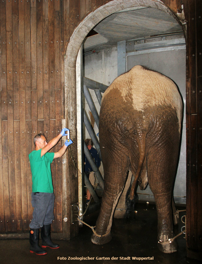 Behandlung des Afrikanischen Elefantenbullen "Tusker" im Zoo Wuppertal im September 2012 (Foto Zoologischer Garten der Stadt Wuppertal)
