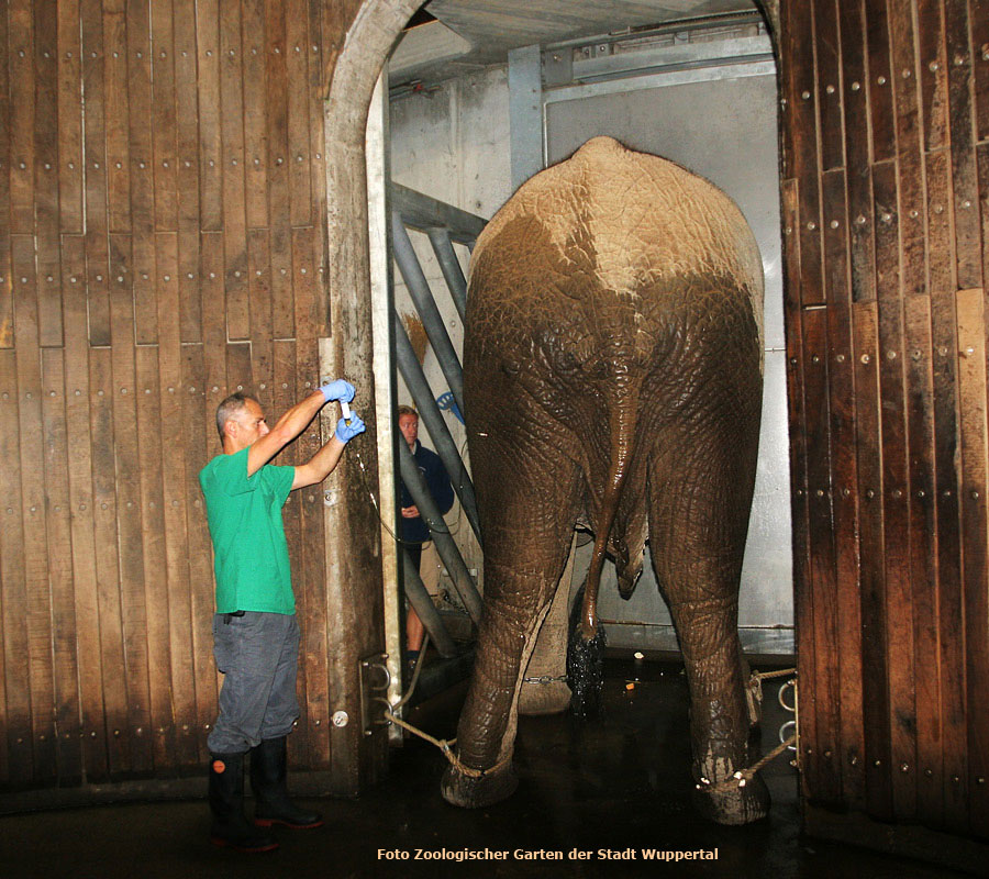 Behandlung des Afrikanischen Elefantenbullen "Tusker" im Zoologischen Garten Wuppertal im September 2012 (Foto Zoologischer Garten der Stadt Wuppertal)