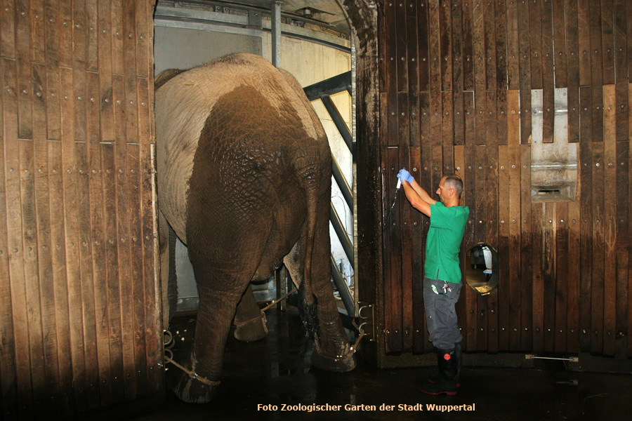 Behandlung des Afrikanischen Elefantenbullen "Tusker" im Wuppertaler Zoo im September 2012 (Foto Zoologischer Garten der Stadt Wuppertal)