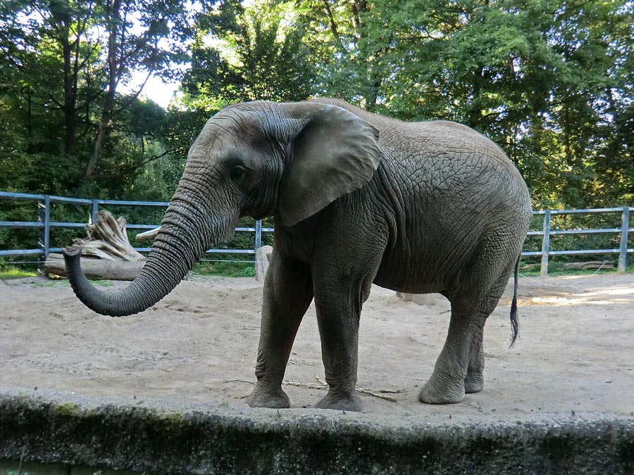 Afrikanischer Elefantenbulle Tusker am 8. September 2012 im Zoo Wuppertal