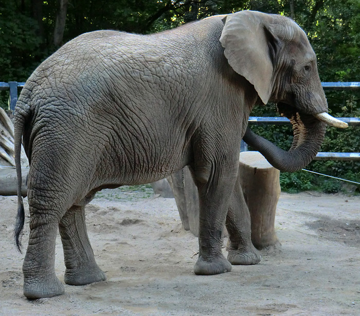 Afrikanischer Elefant im Wuppertaler Zoo am 8. September 2012