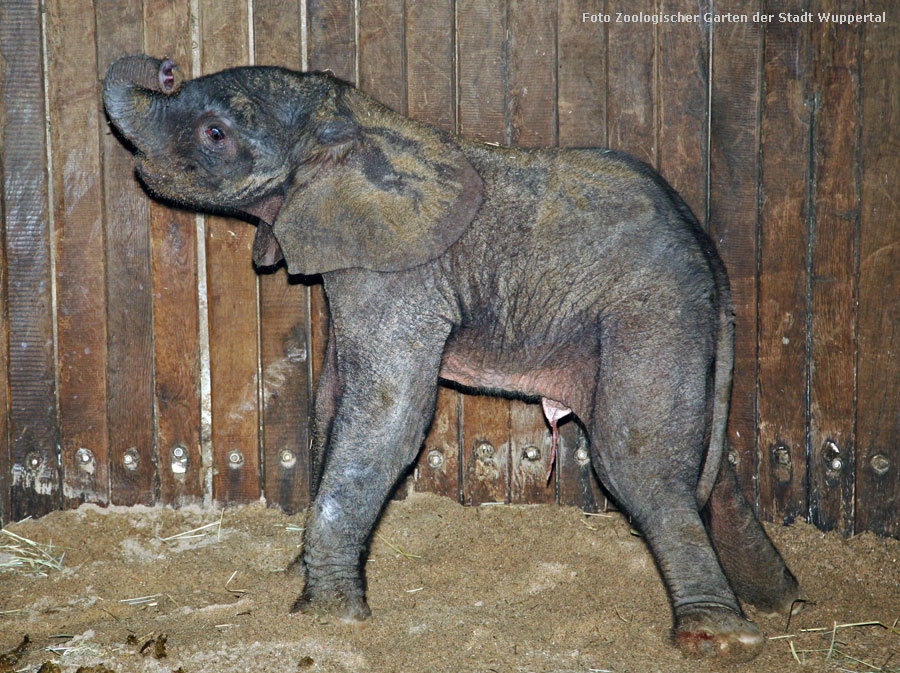 Afrikanischer Elefantennachwuchs MOYO im Wuppertaler Zoo im Mai 2013 (Foto Zoologischer Garten der Stadt Wuppertal)