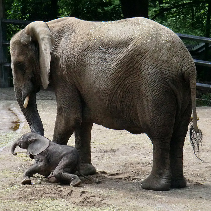 Afrikanischer Elefant MOYO im Wuppertaler Zoo am 18. Mai 2013
