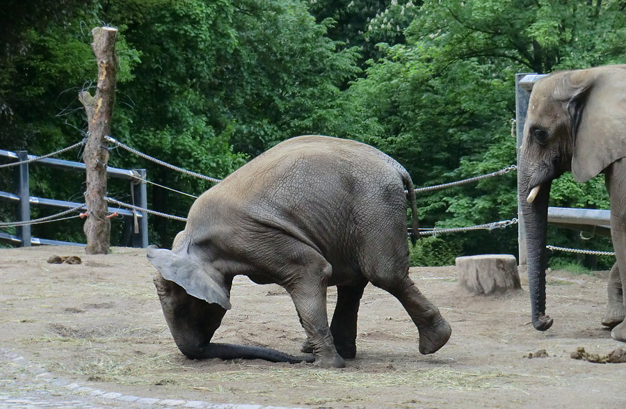 Afrikanischer Elefant im Zoologischen Garten Wuppertal am 18. Mai 2013