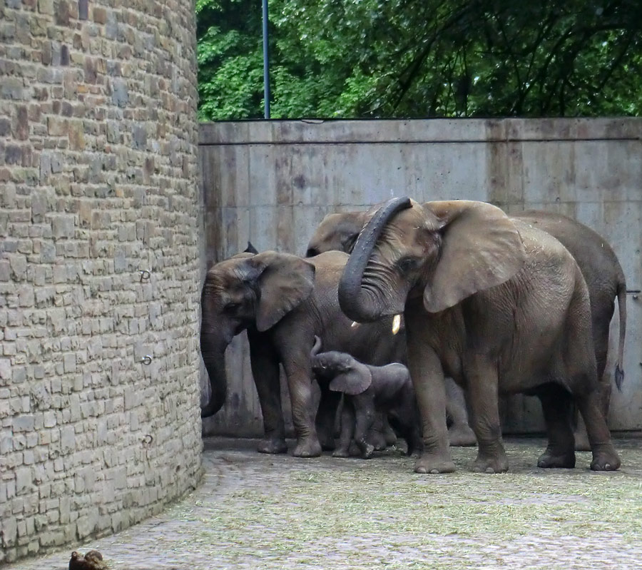 Afrikanischer Elefantennachwuchs MOYO im Zoo Wuppertal am 18. Mai 2013