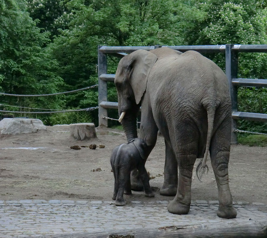 Afrikanischer Elefantennachwuchs MOYO im Zoologischen Garten Wuppertal am 18. Mai 2013