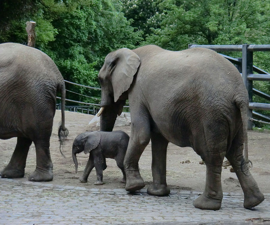 Afrikanischer Elefantennachwuchs MOYO im Zoo Wuppertal am 18. Mai 2013