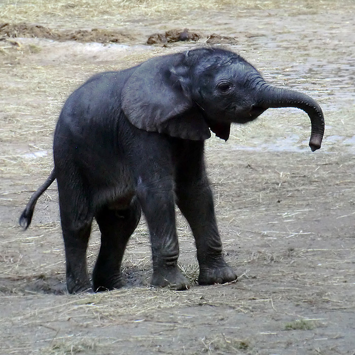 Afrikanischer Elefant PINA-NESSIE im Wuppertaler Zoo am 17. August 2013 (Foto Zoologischer Garten der Stadt Wuppertal)