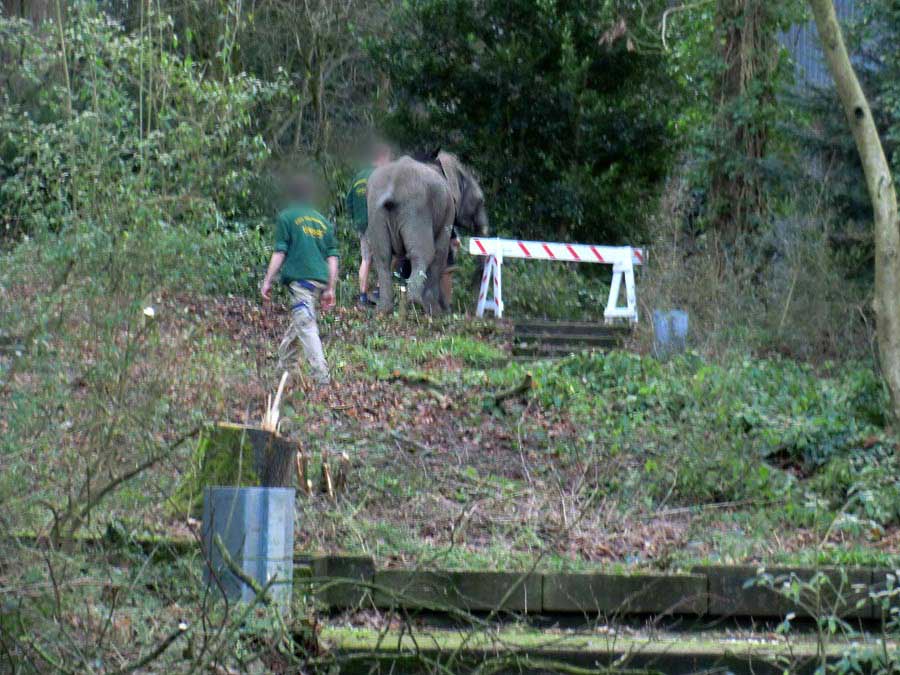 Afrikanischer Elefant auf Entdeckungstour im Wuppertaler Zoo im Januar 2014