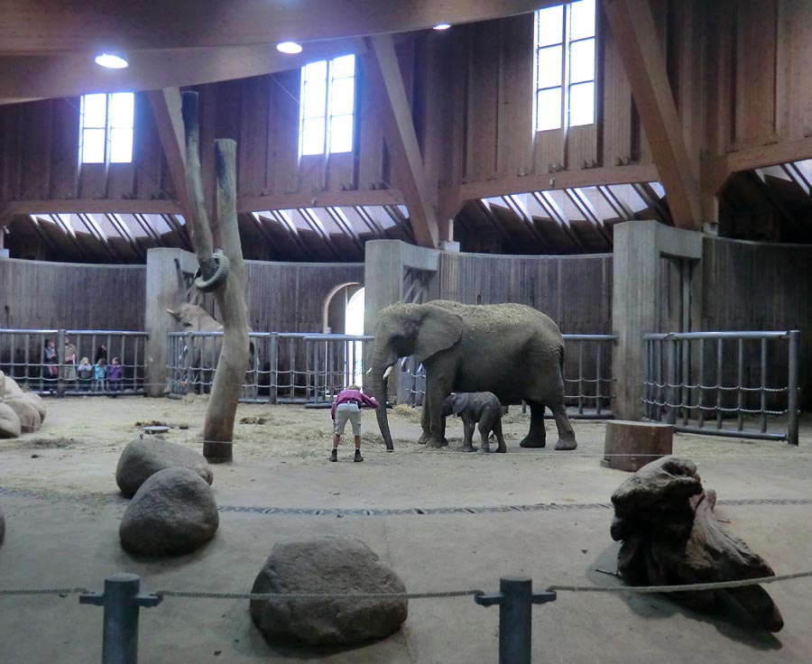 Afrikanischer Elefantennachwuchs Jogi im Zoo Wuppertal am 16. August 2014
