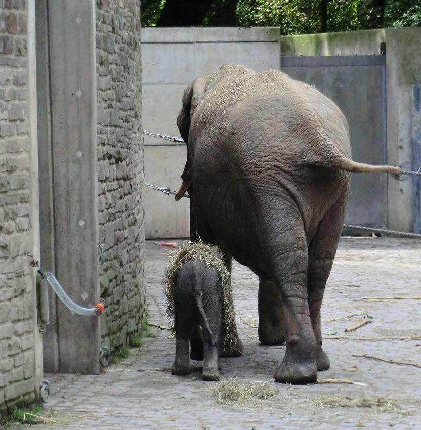 Afrikanischer Elefantennachwuchs Jogi im Zoologischen Garten Wuppertal am 16. August 2014