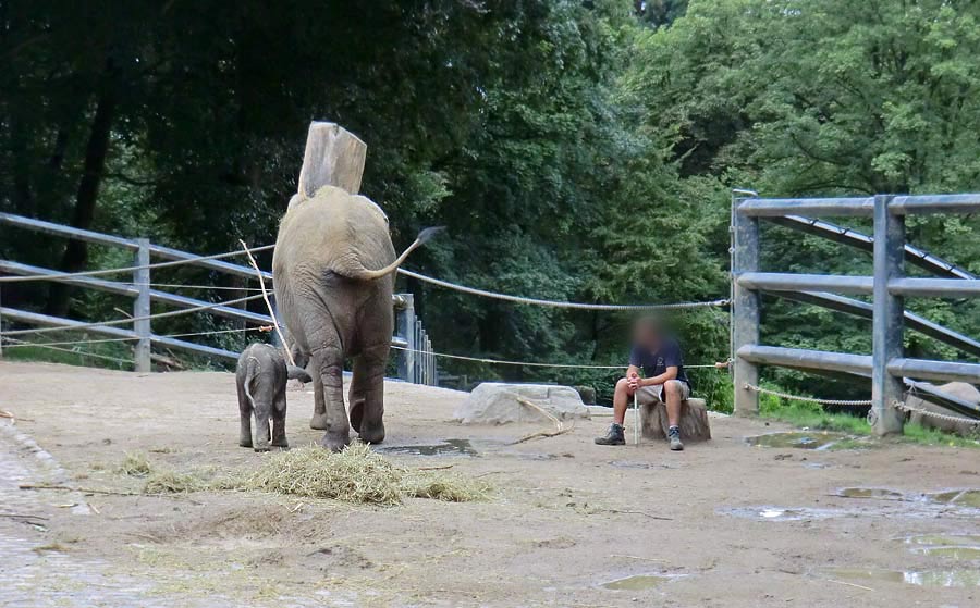 Afrikanischer Elefantennachwuchs Jogi im Zoo Wuppertal am 16. August 2014