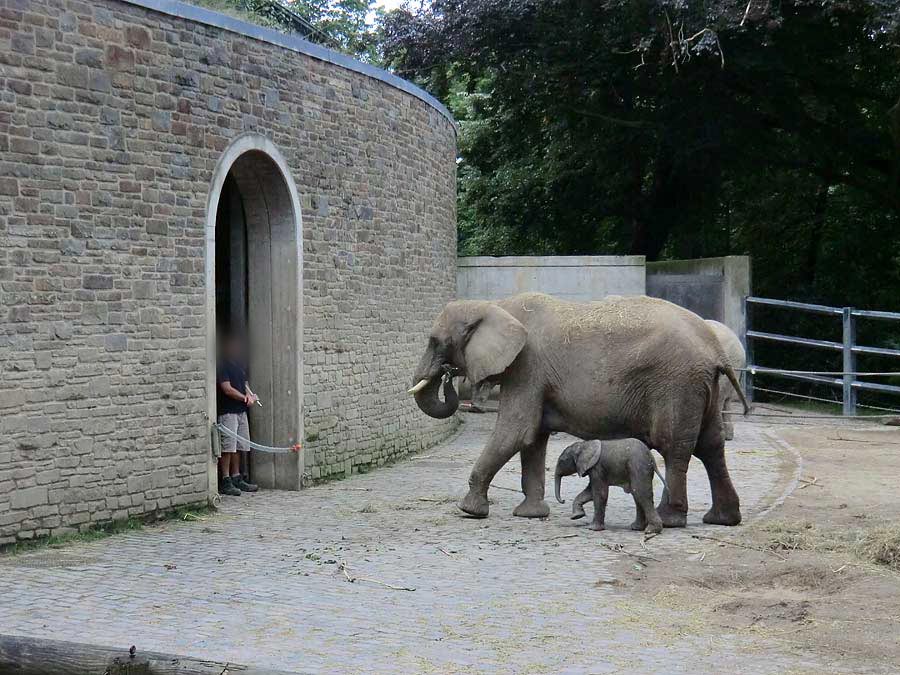 Afrikanischer Elefantennachwuchs Jogi im Zoologischen Garten Wuppertal am 16. August 2014