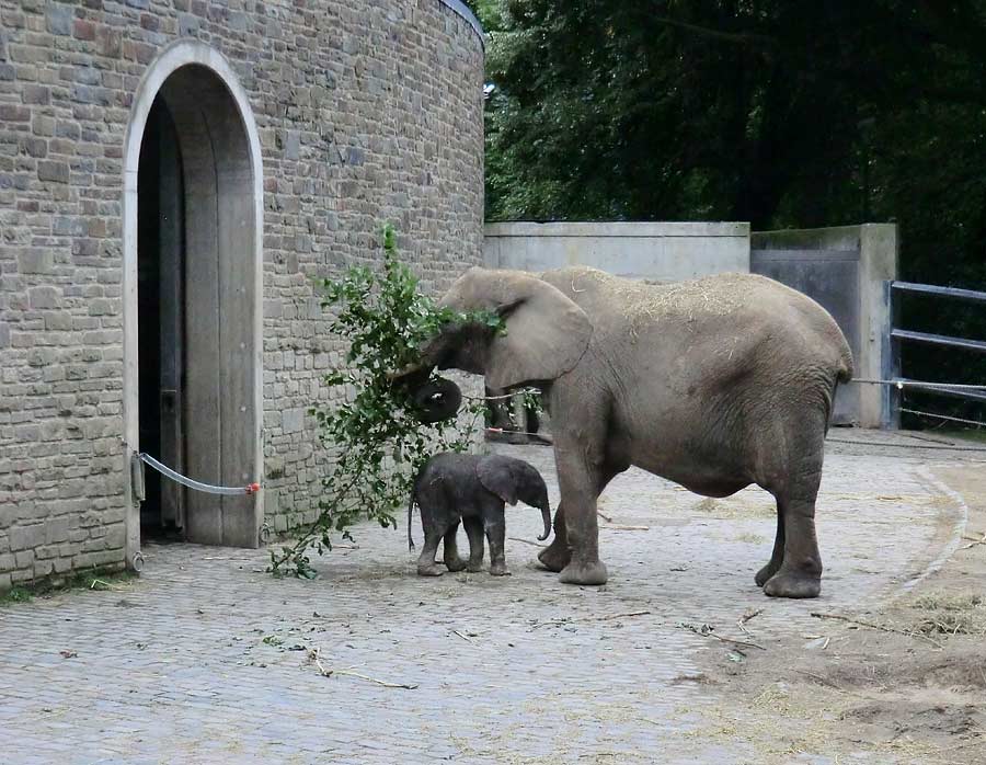Afrikanischer Elefantennachwuchs Jogi im Wuppertaler Zoo am 16. August 2014