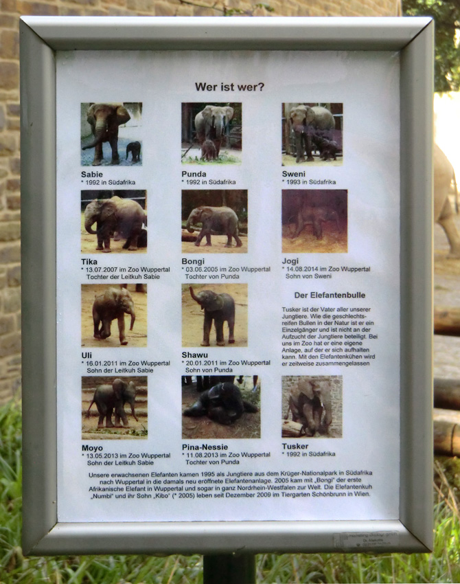 Information über Afrikanische Elefanten im Zoologischen Garten Wuppertal am 16. August 2014