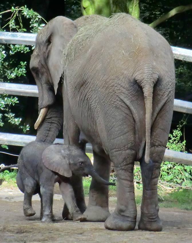 Afrikanischer Elefantennachwuchs Jogi im Wuppertaler Zoo am 17. August 2014