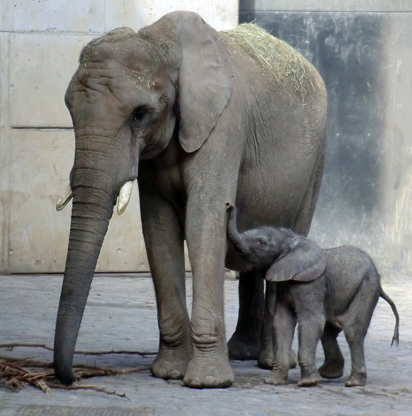 Afrikanischer Elefantennachwuchs Jogi im Zoo Wuppertal am 17. August 2014