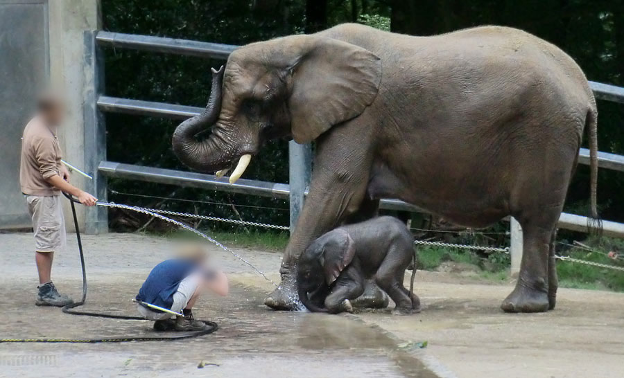 Afrikanischer Elefantennachwuchs Jogi im Zoologischen Garten Wuppertal am 17. August 2014